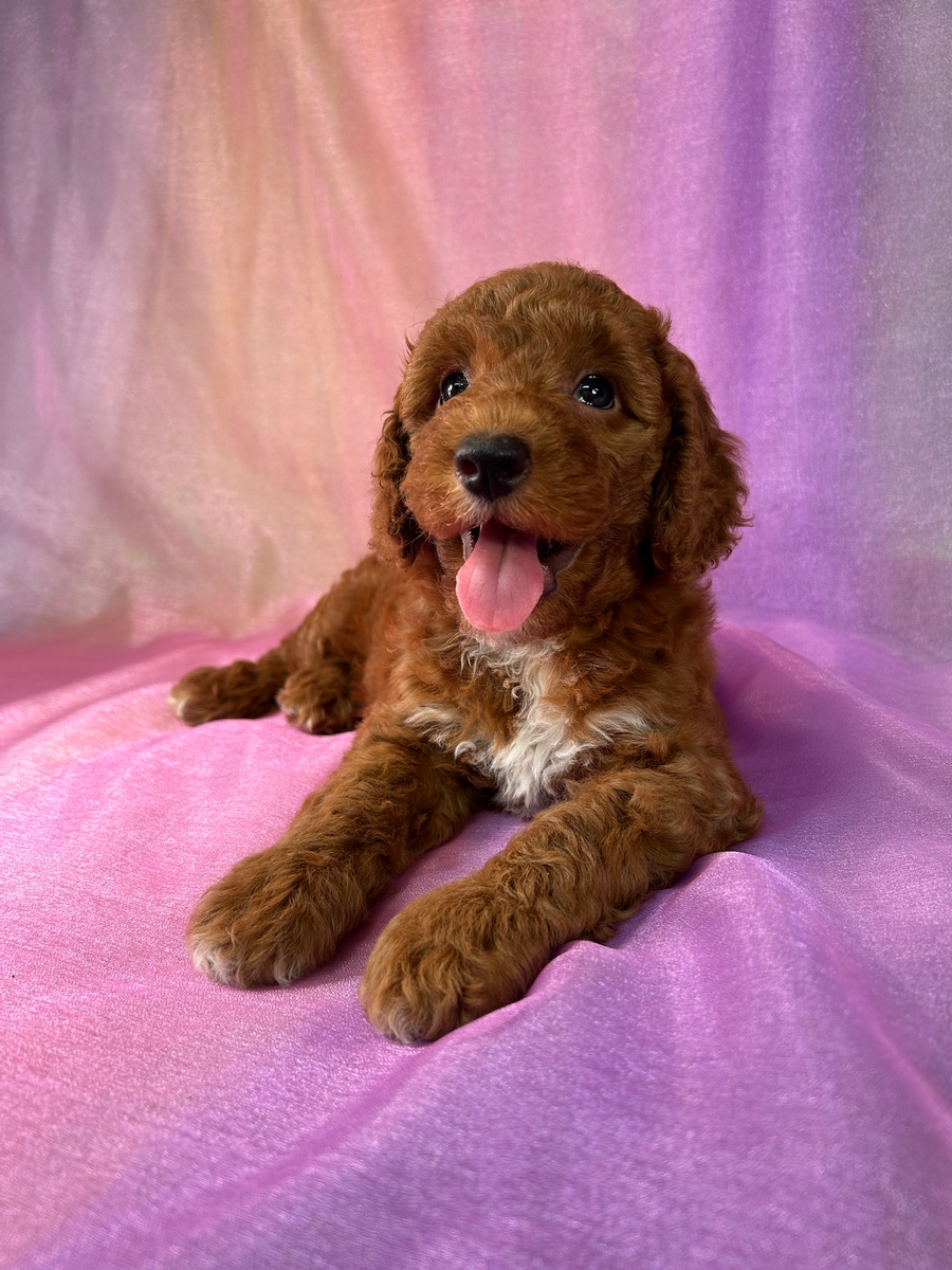 Dark Red Bichon Poodle Puppy for Sale DOB May 1, 2025 $950